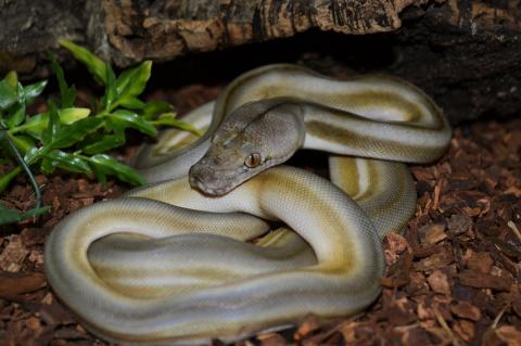 Acht Gewoon pil Baby Titanium Tiger Reticulated Pythons for sale