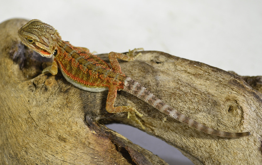 Baby Red Bearded Dragon With Live Arrival Guarantee - XYZReptiles.