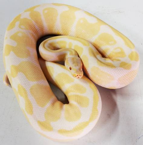 albino ball python