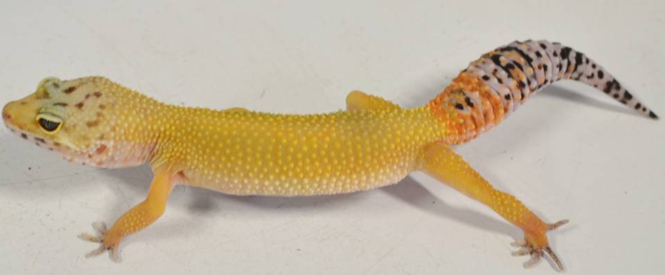 leopard gecko carrot tail
