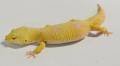 Adult Female Tremper Albino Leopard Geckos