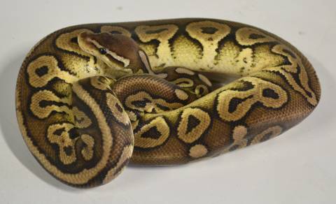 Adult Pewter Ball Pythons for sale