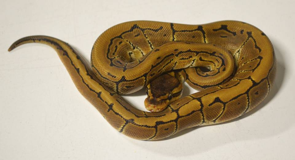 pinstripe ball python baby