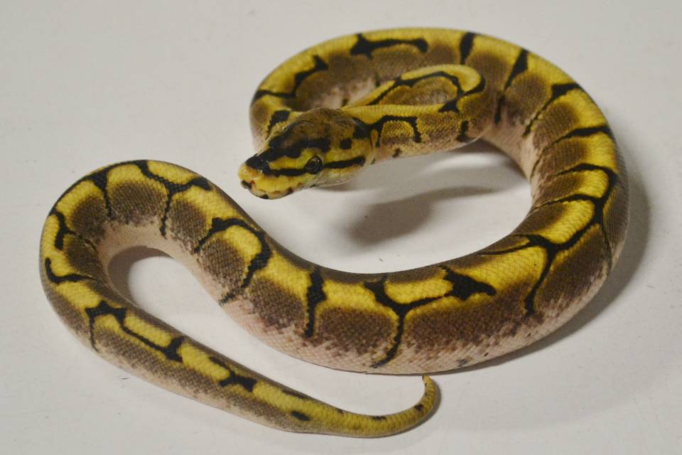 Baby Spider Ball Pythons for sale