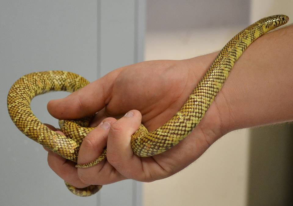 Care Sheet for a Florida Kingsnake (Lampropeltis getula floridana