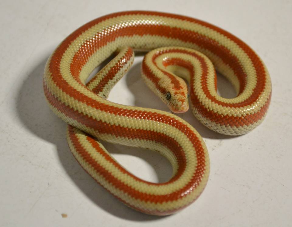 Husbandry Handbook: Rosy Boa - Lichanura trivirgata