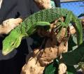 Green Tree Monitors