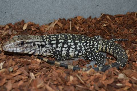 Baby Argentine Black & White Tegus for sale