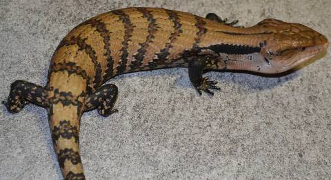 Medium Indonesian Blue Tongue Skinks For Sale