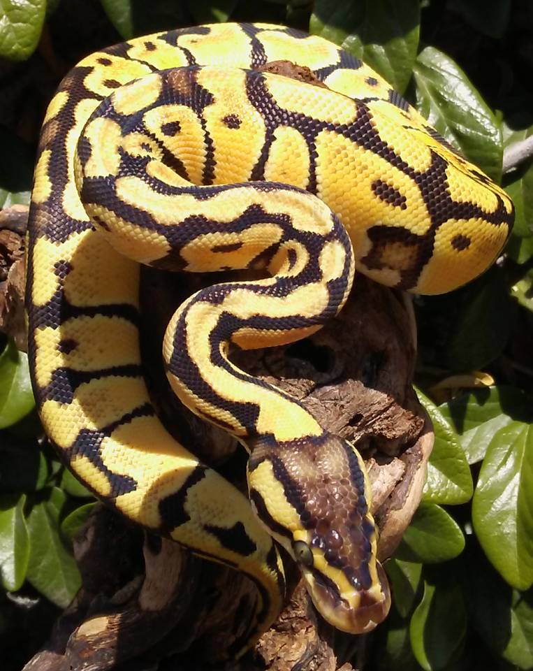 Baby Enchi Pastel Ball Pythons For Sale