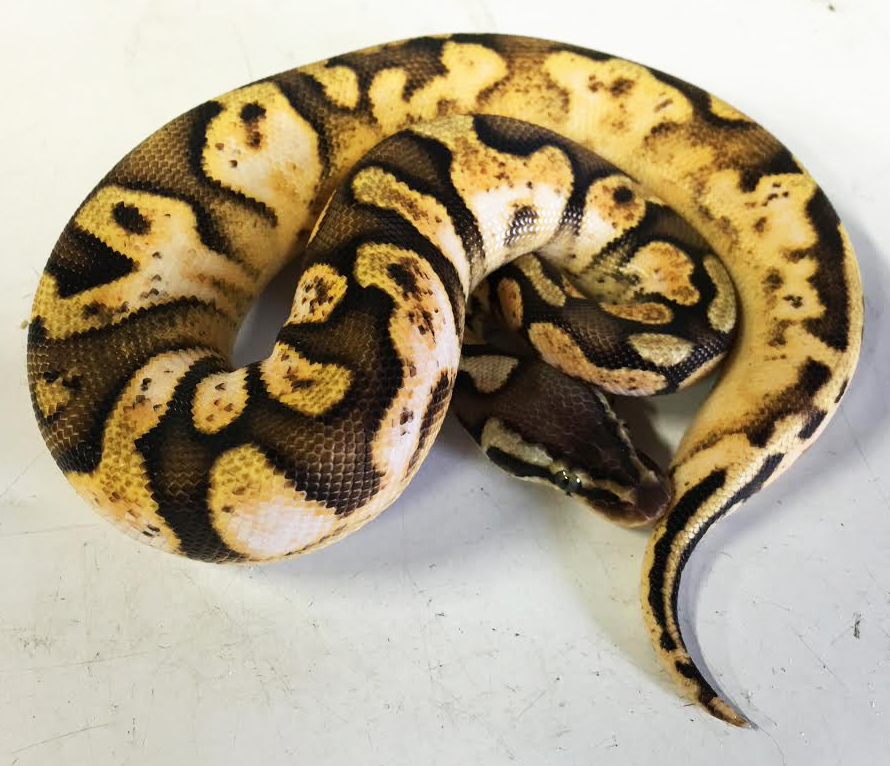 Baby Calico Firefly Ball Pythons for sale