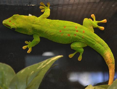 Adult Madagascar Giant Day Geckos w/regrown tails for sale