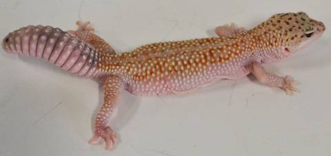 Adult Red Stripe Enigma Leopard Geckos for sale