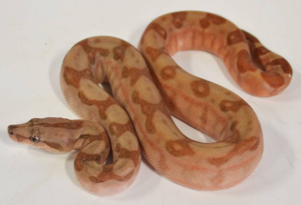 Baby T Positive Albino Central American Boas For Sale