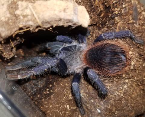 Brazilian Blue Tarantulas for sale