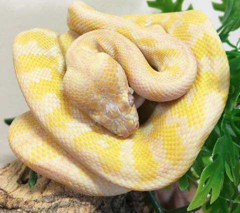 Baby Darwin Albino Carpet Pythons for sale