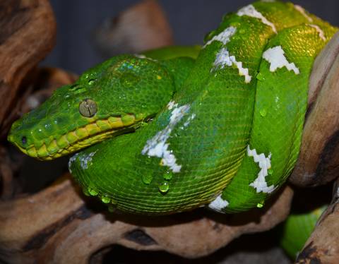 Sub Adult Emerald Tree Boas for sale