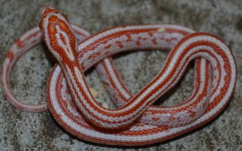 Baby Albino Tessera Cornsnakes for sale