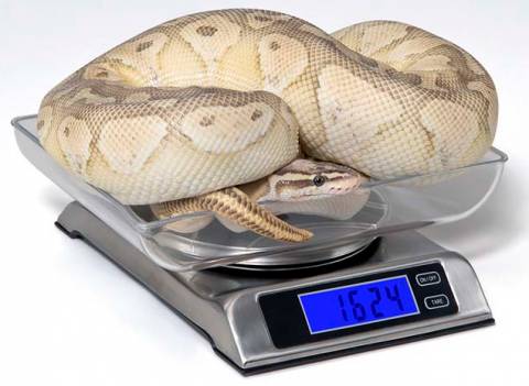 Vivarium Electronics DS 6000 Scale