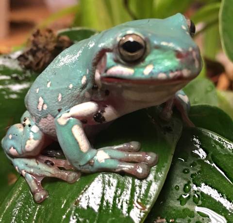 Medium Snowflake Whites Tree Frogs for sale