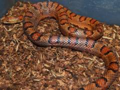 Kingsnakes and Milksnakes