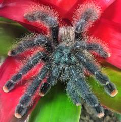 Metallic Pink Toe Tarantulas