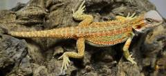 Bearded Dragon(Pogona vitticeps)FOR THE MONTH OF DECEMBER, $29.99, WHILE  SUPPLIES LAST. - Scales 'N Tails