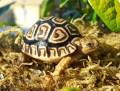 Baby Leopard Tortoises