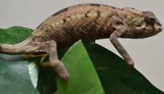 Small Female Ambilobe Panther Chameleons