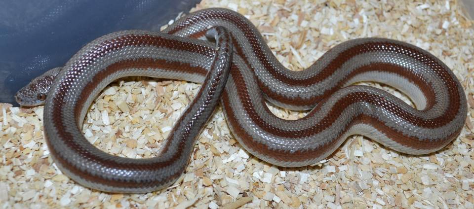 Rosy Boa Snake — Turtle Bay