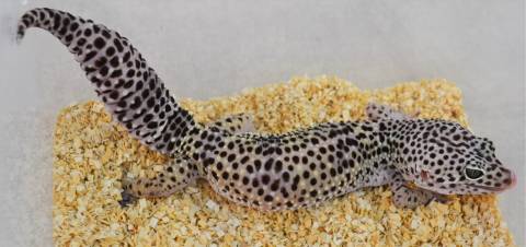 leopard gecko mack super snow