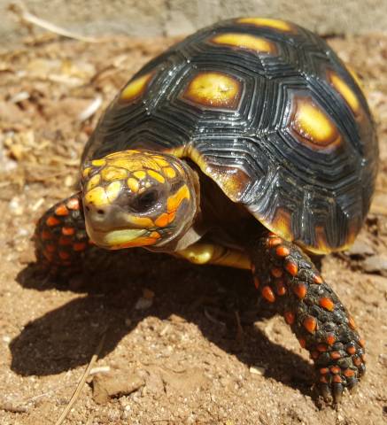 small tortoises for sale
