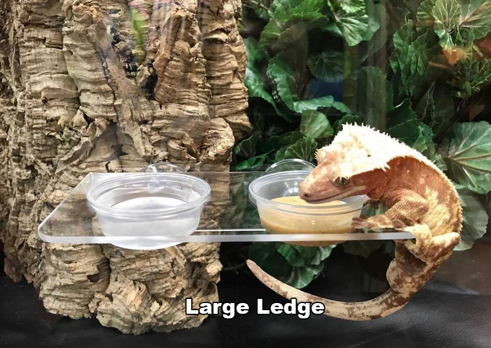reptile feeding ledge