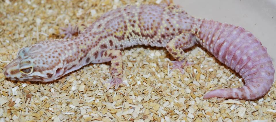 Adult Snow Bell Albino Leopard Geckos For Sale