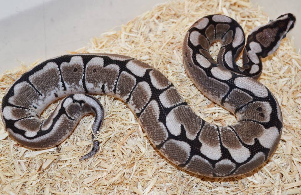 Axanthic Spider Ball Python