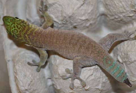 Small Standings Day Geckos w/ stub tails for sale