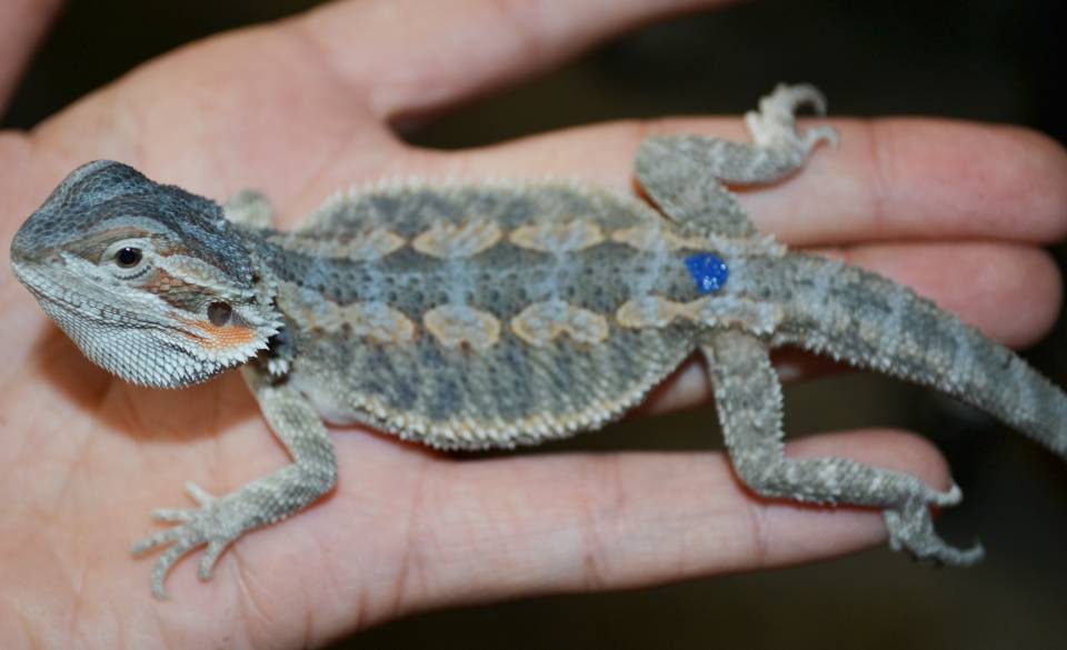 WE HAVE HYPO ZERO BEARDED DRAGON FOR SALE.