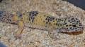 Adult Female Marble Eye Leopard Geckos