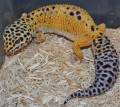 Adult Male Tangerine Leopard Geckos