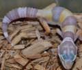 Baby APTOR Leopard Geckos