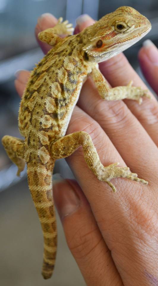 Bearded Dragons  Tiny Tails to You