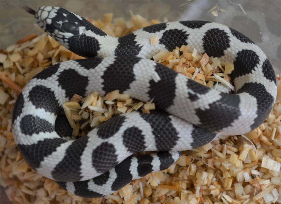 50/50 Banded California Kingsnake For Sale - Imperial Reptiles – IMPERIAL  REPTILES & EXOTICS