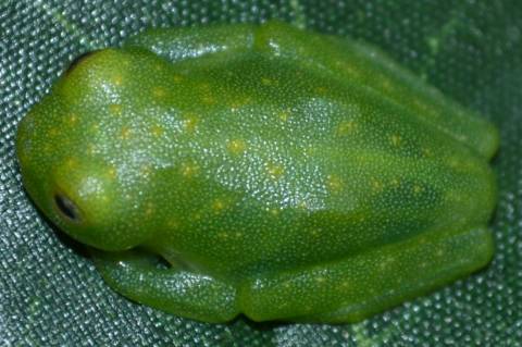 Northern Glass Frogs for sale