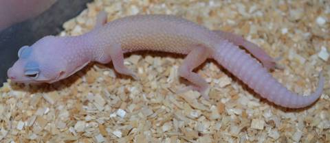 Baby Mack Snow Leucistic Leopard Geckos