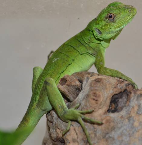 spiny tailed mexican iguanas captives term nice really looking long lllreptile