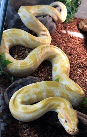 Medium Albino Burmese Pythons for sale