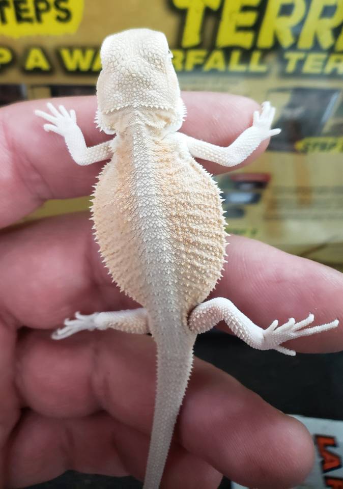 white bearded dragon baby