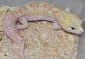 Adult Male Typhoon Leopard Geckos