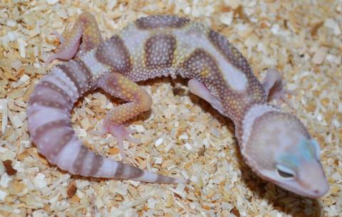 Medium Jungle Rainwater Albino Leopard Geckos for sale