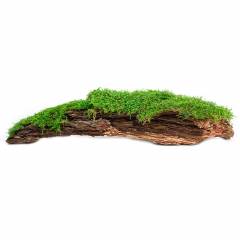 Galapagos Green Sphagnum Moss, 150 in³